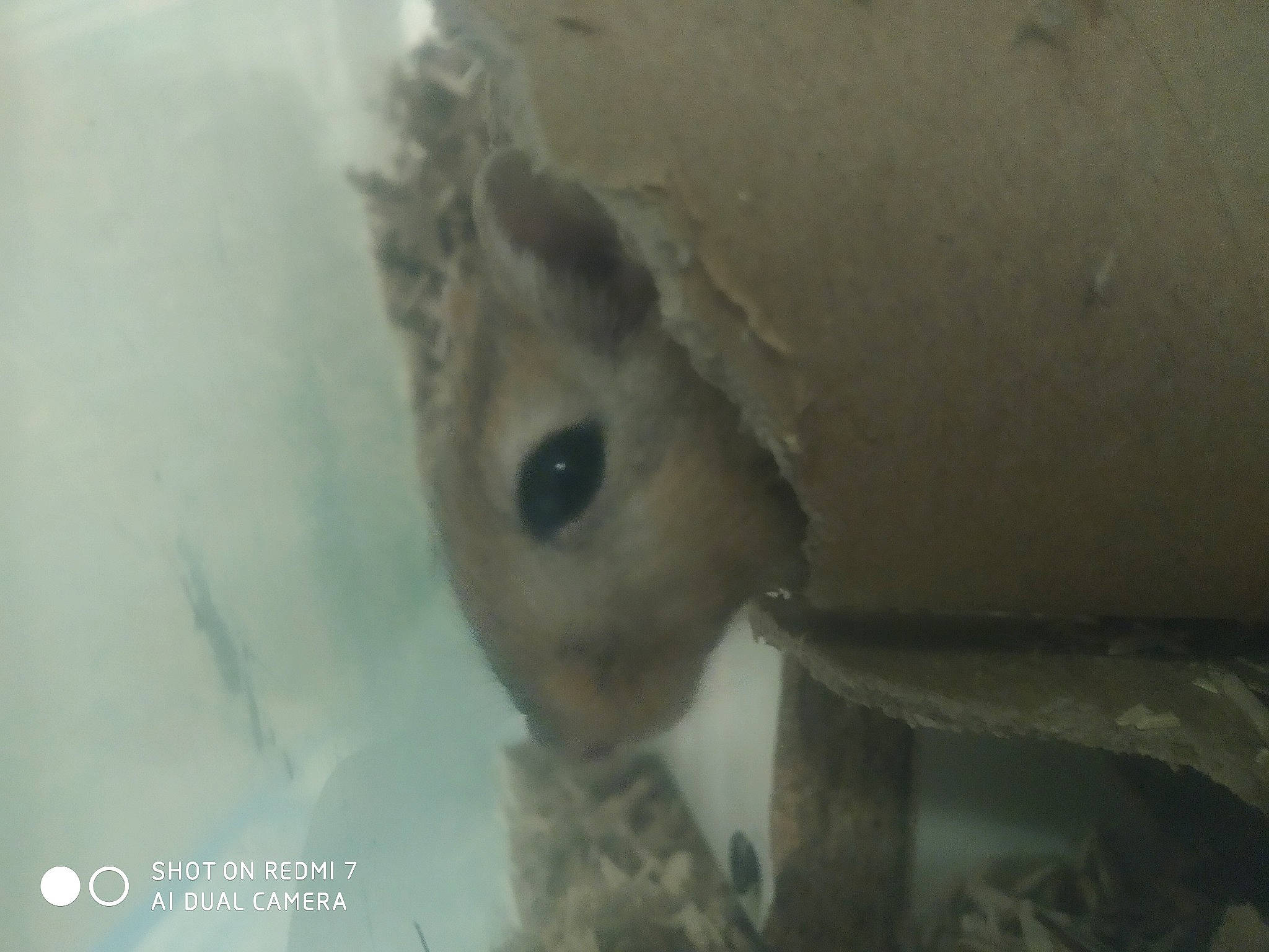 Zam Et Speedy a rejoint le concours — aidez-le/la à gagner de superbes lots ! fawn, nose, snout