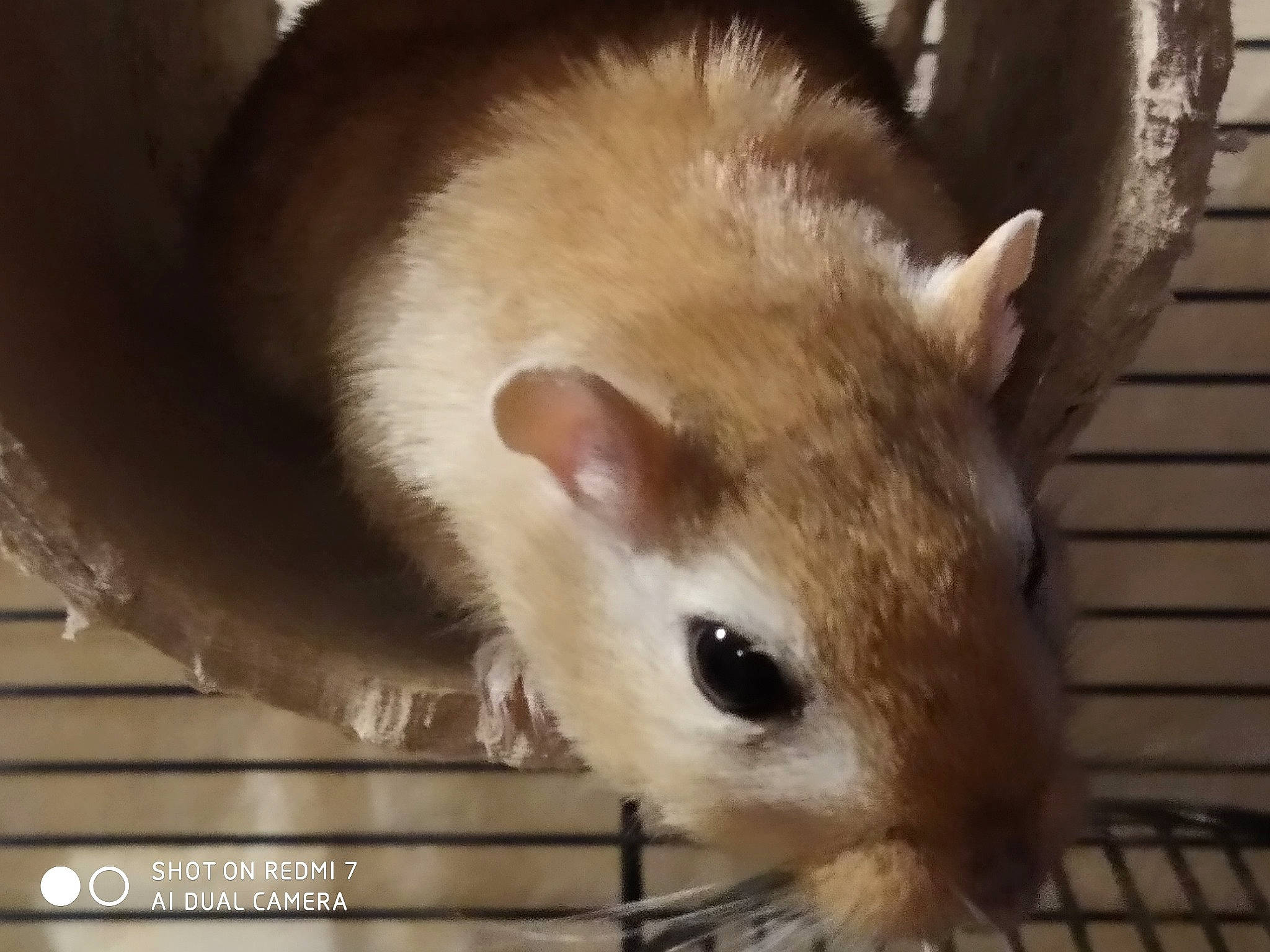 Zam Et Speedy participe au concours pour gagner de l'argent avec cette photo : animal_shelter, chinchilla, degu, dormouse, eye, fawn, gerbil, hamster, iris, mammal, mouse, muridae, muroidea, pest, rat, rodent, skin, snout, vertebrate, whiskers