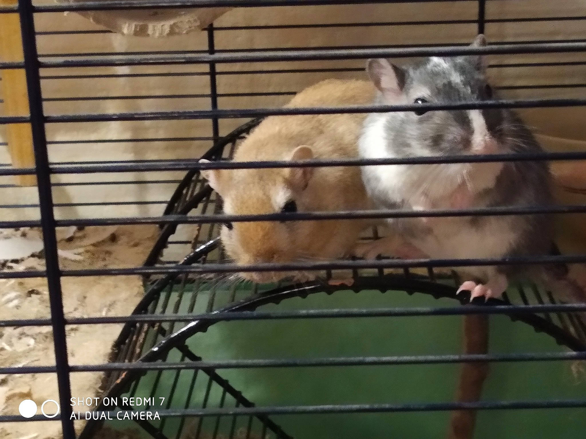 Zam Et Speedy a rejoint le concours — aidez-le/la à gagner de superbes lots ! animal_shelter, cage, degu, gerbil, muridae, muroidea, rodent, zoo