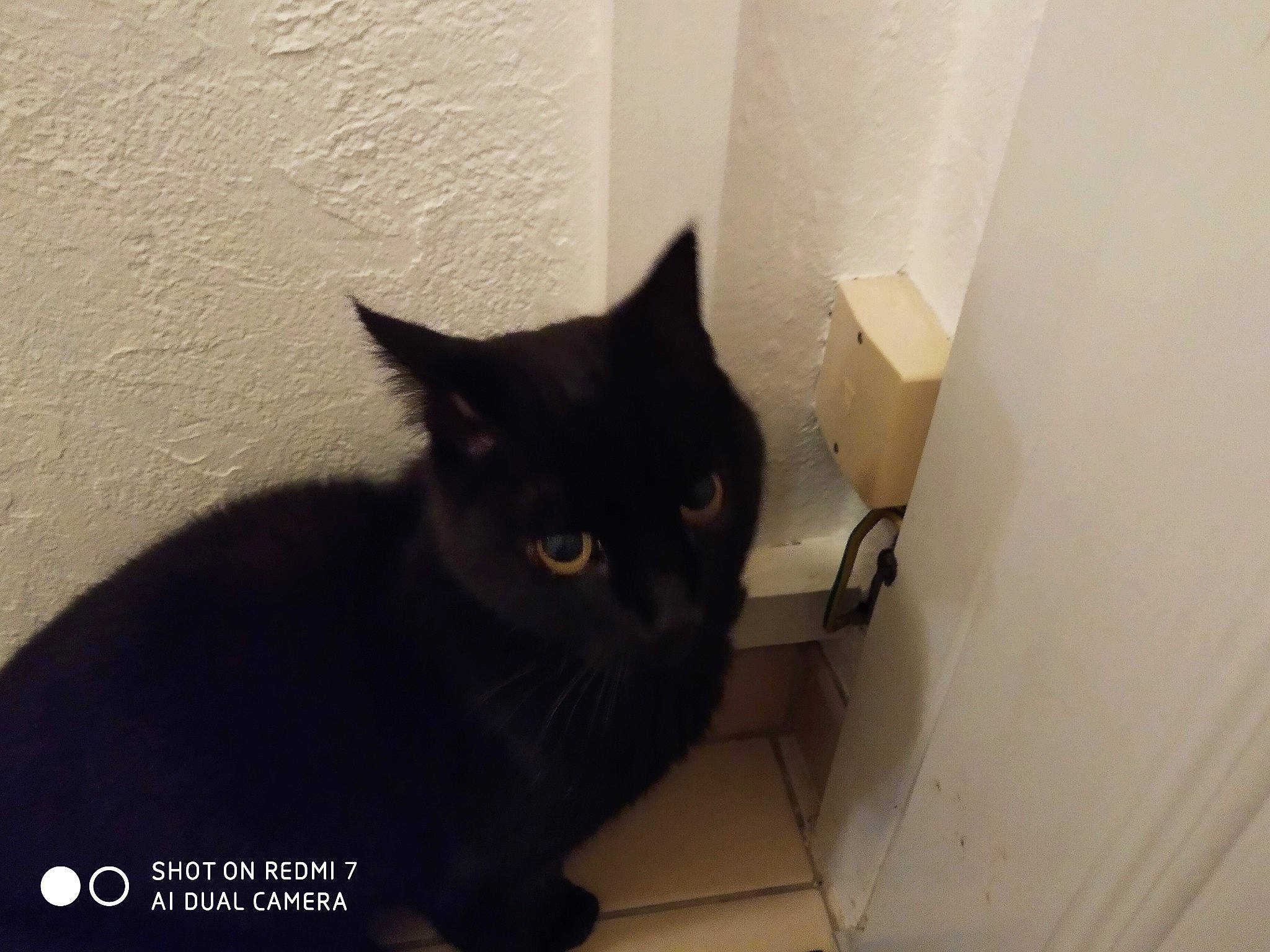 Némo participe au concours pour gagner de l'argent avec cette photo : asian, black_cat, bombay, burmese, carnivore, cat, domestic_short_haired_cat, european_shorthair, felidae, mammal, polydactyl_cat, small_to_medium_sized_cats, tail, whiskers