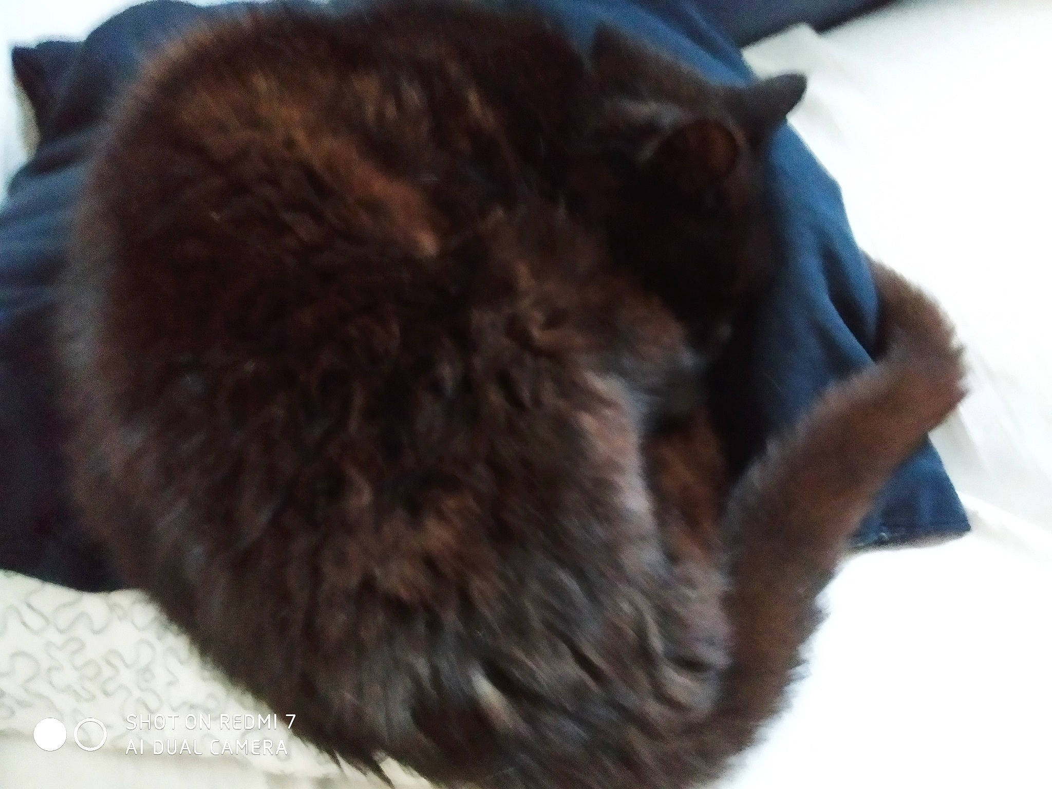 Némo participe au concours pour gagner de l'argent avec cette photo : black_cat, canidae, carnivore, cat, dog_breed, ear, felidae, fur, small_to_medium_sized_cats, snout, whiskers