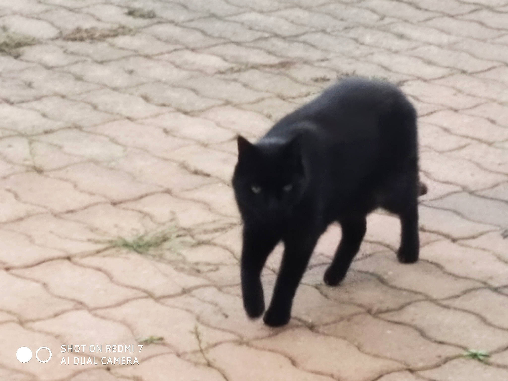 Némo a rejoint le concours — aidez-le/la à gagner de superbes lots ! black_cat, bombay, carnivore, cat, domestic_short_haired_cat, felidae, mammal, schipperke, small_to_medium_sized_cats, snout, tail, vertebrate