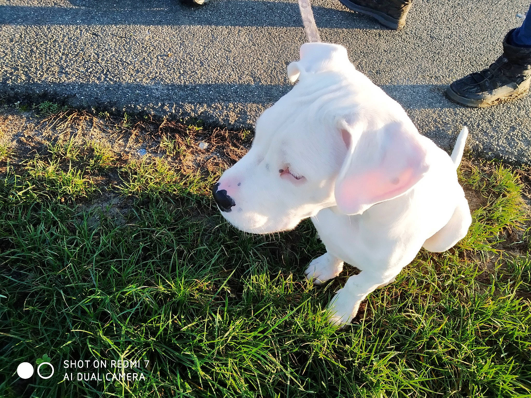 Pixel participe au concours pour gagner de l'argent avec cette photo : american_bulldog, canidae, carnivore, companion_dog, dog, dog_breed, dogo_argentino, dogo_guatemalteco, ear, grass, guard_dog, non_sporting_group, pit_bull, plant, puppy, rare_breed_dog, sky, snout, sporting_group, tail