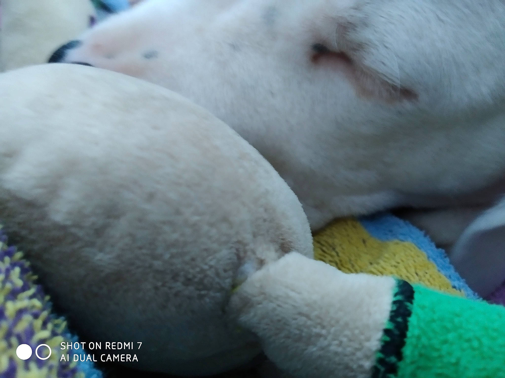 Pixel a rejoint le concours — aidez-le/la à gagner de superbes lots ! bull_terrier, bulldog, canidae, carnivore, dog, dog_breed, fawn, nap, non_sporting_group, nose, puppy