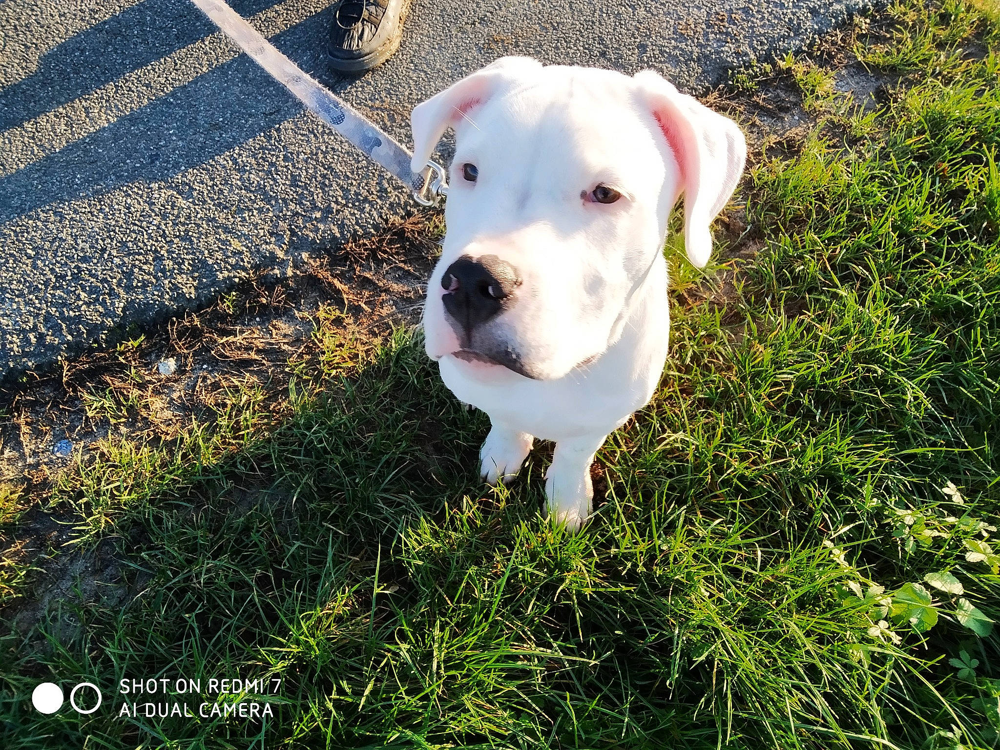 Pixel participe au concours pour gagner de l'argent avec cette photo : american_bulldog, australian_bulldog, bulldog, canidae, carnivore, catahoula_bulldog, companion_dog, dog, dog_breed, dogo_argentino, dogo_guatemalteco, fawn, grass, mammal, non_sporting_group, pit_bull, rare_breed_dog, sporting_group, valley_bulldog, vertebrate