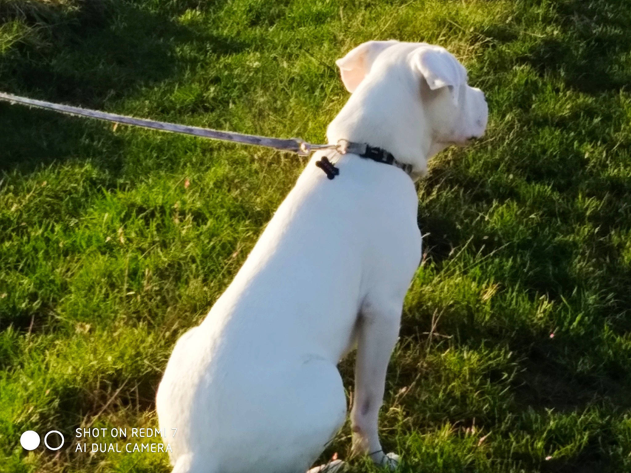 Pixel a rejoint le concours — aidez-le/la à gagner de superbes lots ! american_bulldog, canidae, carnivore, companion_dog, cordoba_fighting_dog, dog, dog_breed, dogo_argentino, dogo_guatemalteco, mammal, non_sporting_group, rare_breed_dog, sporting_group, valley_bulldog, vertebrate