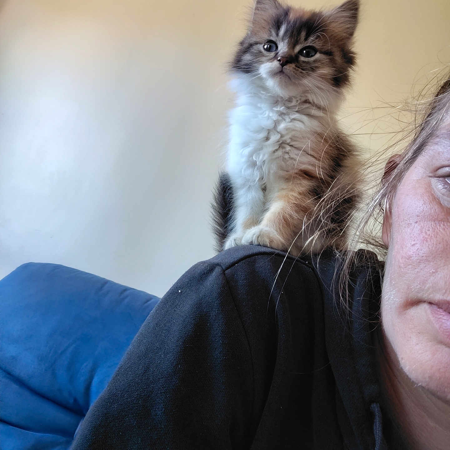 Princesse a rejoint le concours — aidez-le/la à gagner de superbes lots ! abyssinian, adult, angora, animal, cat, clothing, couch, face, female, furniture, head, kitten, knitwear, manx, person, pet, siamese, sweater, woman