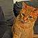 Minou