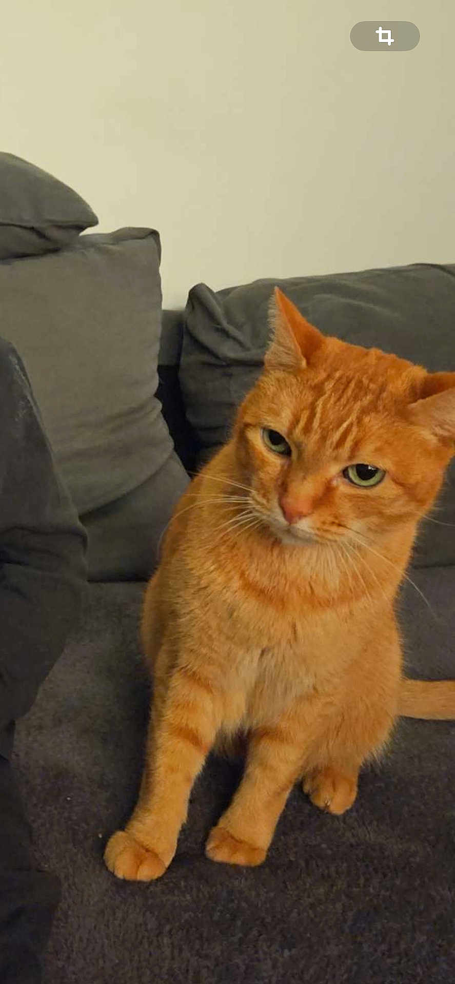Minou