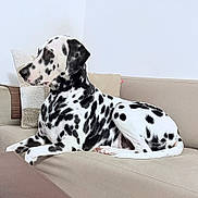 Vera participe au concours pour gagner de l'argent avec cette photo : dalmatian, dog, pet, animal, spotted, couch, indoor, resting, fur, black_and_white, laying, canine, domestic_animal, living_room, pillows, relaxed, side_view, cute, companion, house