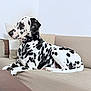dalmatian, dog, pet, animal, spotted, couch, indoor, resting, fur, black_and_white, laying, canine, domestic_animal, living_room, pillows, relaxed, side_view, cute, companion, house
