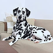 Vera participe au concours pour gagner de l'argent avec cette photo : attentive, black_spots, canine, couch, dalmatian, dog, ear, home, indoor, living_room, paw_pads, paws, pet, pillow, portrait, relaxed, spotted_dog, tail, upholstery, white_wall