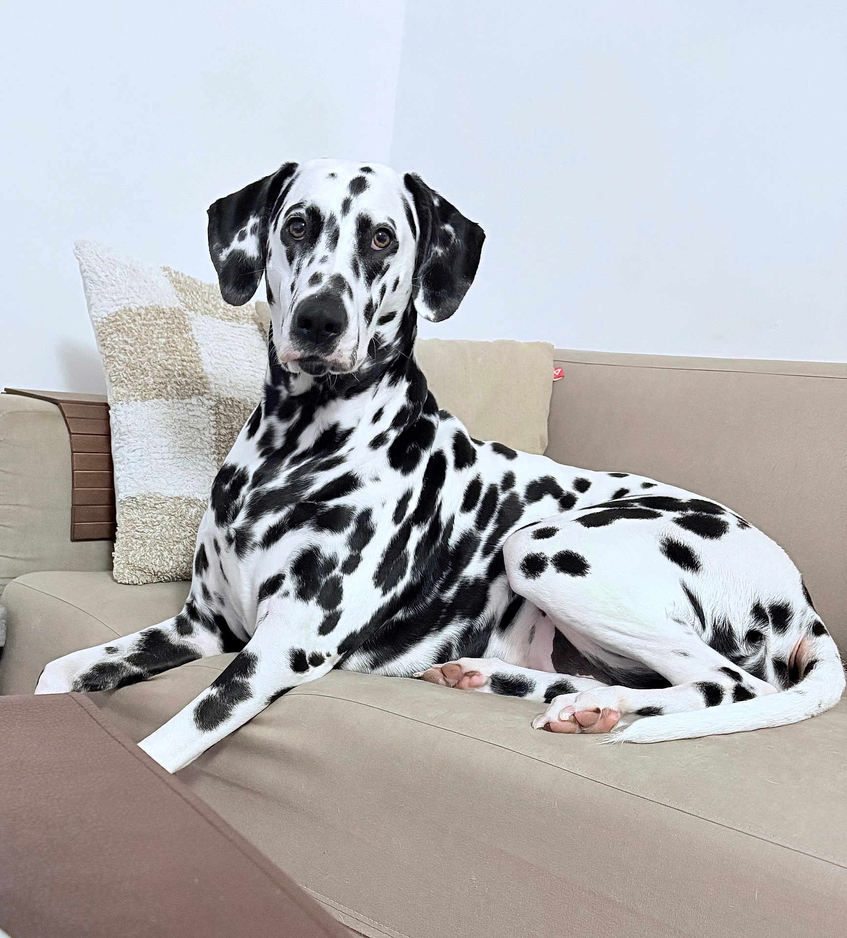 Vera participe au concours pour gagner de l'argent avec cette photo : attentive, black_spots, canine, couch, dalmatian, dog, ear, home, indoor, living_room, paw_pads, paws, pet, pillow, portrait, relaxed, spotted_dog, tail, upholstery, white_wall