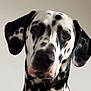 Vera a rejoint le concours — aidez-le/la à gagner de superbes lots ! dog, dalmatian, pet, animal, close_up, portrait, black_and_white, spotted, ears, face, snout, fur, canine, domestic_animal, looking, cute, muzzle, whiskers, head, indoor