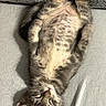 Murphy a rejoint le concours — aidez-le/la à gagner de superbes lots ! cat, tabby, kitten, sleeping, lying_down, upside_down, belly, paws, fur, whiskers, ears, nose, relaxed, cute, funny, indoor, couch, cushion, sunlight, portrait