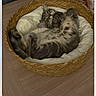 animal_face, belly, cat, cozy, cute, gray_fur, indoor, kitten, paws, pet_bed, relaxed, resting, sleeping, striped_fur, top_view, two_cats, whiskers, white_cushion, wicker_basket, wooden_floor