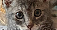 Murphy participe au concours pour gagner de l'argent avec cette photo : cat, kitten, gray_fur, blue_gray_coat, wide_eyes, ears, whiskers, animal_portrait, close_up, indoor, bed, bedding, fabric, patterned_sheet, furniture, home, soft_lighting, sitting, alert, cute