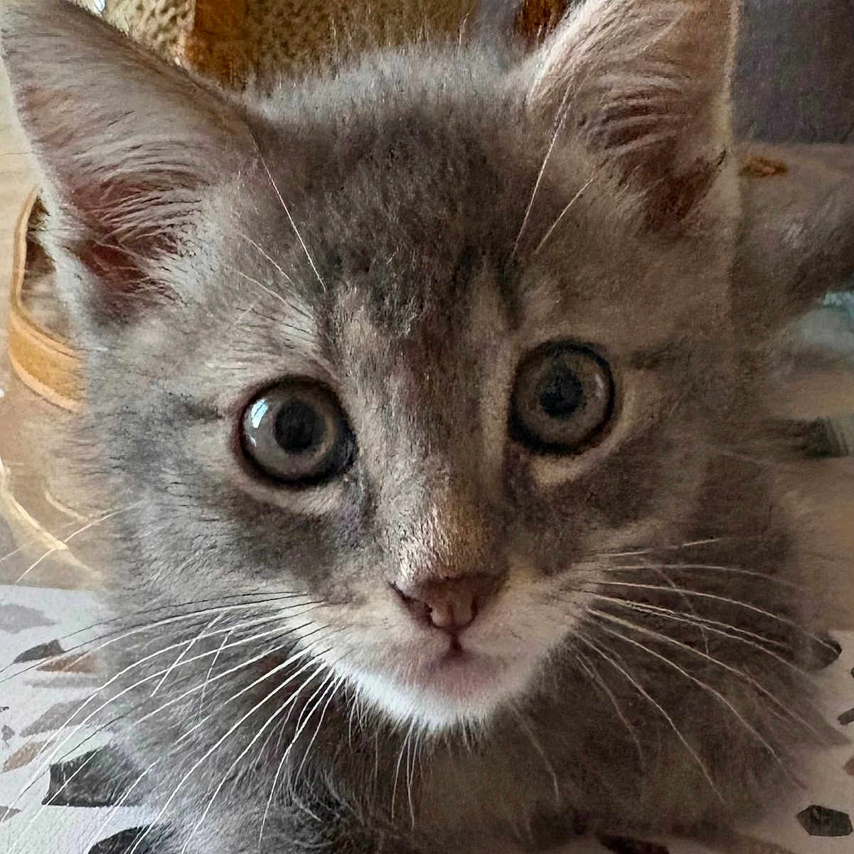 Murphy participe au concours pour gagner de l'argent avec cette photo : cat, kitten, gray_fur, blue_gray_coat, wide_eyes, ears, whiskers, animal_portrait, close_up, indoor, bed, bedding, fabric, patterned_sheet, furniture, home, soft_lighting, sitting, alert, cute