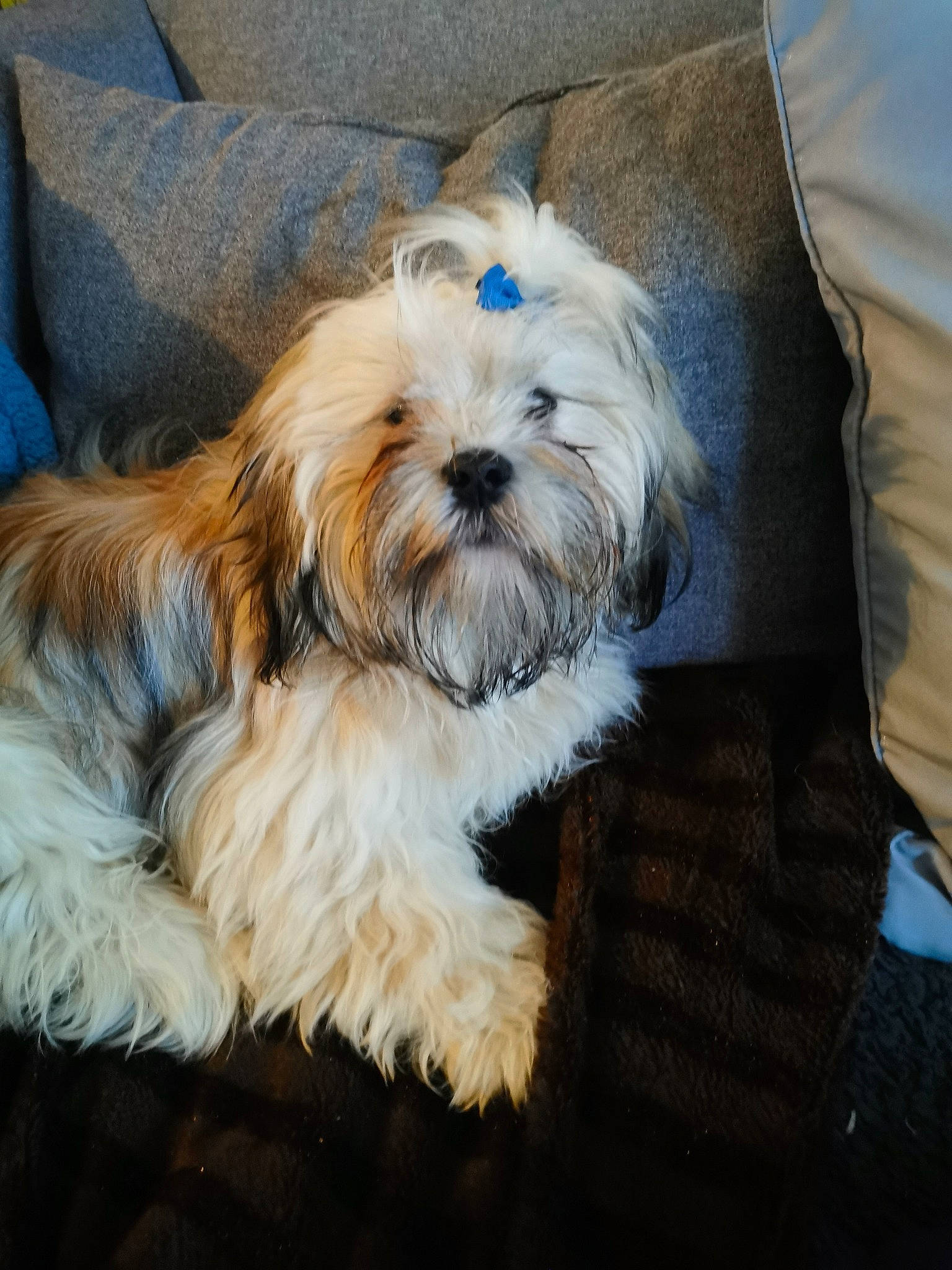 Biscuit participe au concours pour gagner de l'argent avec cette photo : biewer_terrier, canidae, carnivore, comfort, companion_dog, dog, dog_breed, fur, liver, maltepoo, non_sporting_group, small_terrier, snout, sporting_group, terrier, toy_dog, water_dog, working_animal, yorkipoo