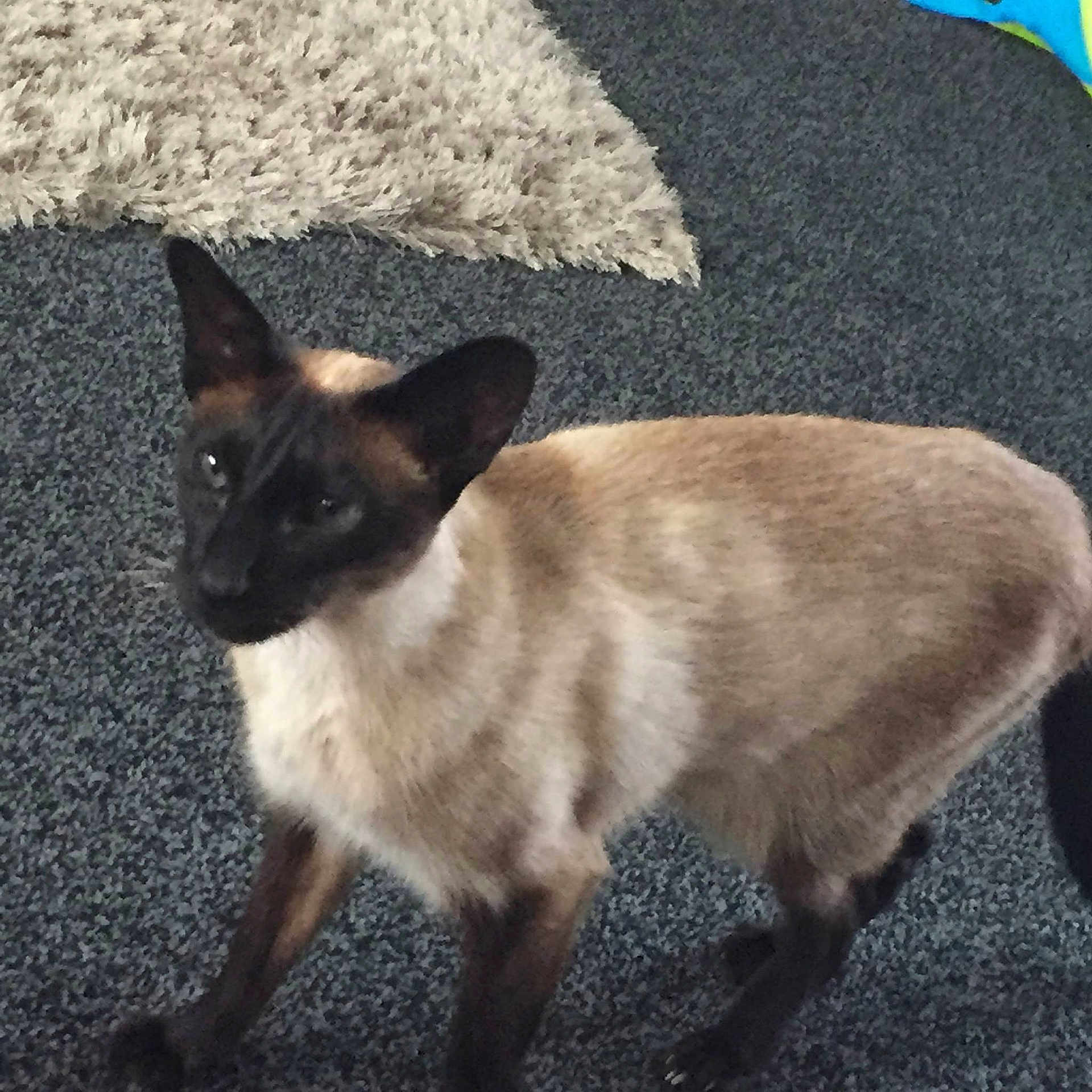 Pikey joined the competition — help win amazing prizes!