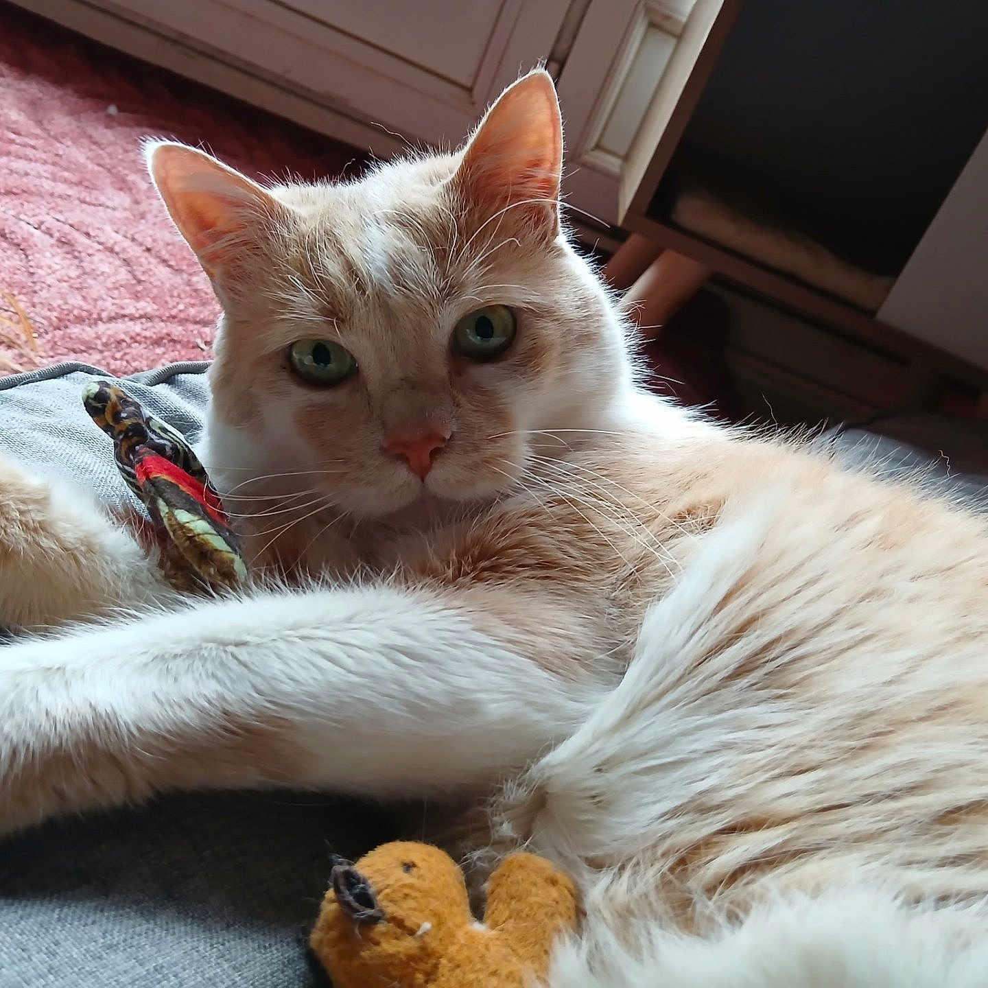 Horus a rejoint le concours — aidez-le/la à gagner de superbes lots ! cat, feline, cream_cat, green_eyes, pink_nose, fluffy, fur, whiskers, ears, paws, lying_down, relaxed, pet, toy, feather_toy, indoor, home, couch, close_up, portrait
