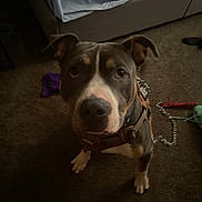 Douda is registered to the contest to win money with this photo: accessories, animal, bed, bedroom, boxer, bulldog, canine, clothing, couch, dog, furniture, hat, hound, indoors, interiordesign, leash, pet, pitbull, puppy, strap