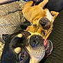 Hades is registered to the contest to win money with this photo: animal, blanket, bostonbull, boxer, bulldog, canine, couch, cushion, dog, frenchbulldog, furniture, homedecor, hound, labradorretriever, person, pet, pitbull, puppy, sleeping, snout