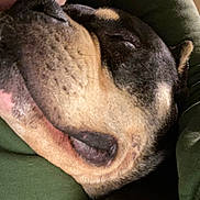 Hades is registered to the contest to win money with this photo: adult, animal, bulldog, canine, couch, dog, face, frenchbulldog, furniture, head, hound, male, man, person, pet, photography, pitbull, portrait, puppy, sleeping