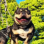 Hades joined the competition — help win amazing prizes! animal, bostonbull, boxer, bulldog, canine, dog, frenchbulldog, grass, hound, leash, nature, outdoors, park, pet, pitbull, plant, policedog, puppy, tree, vegetation