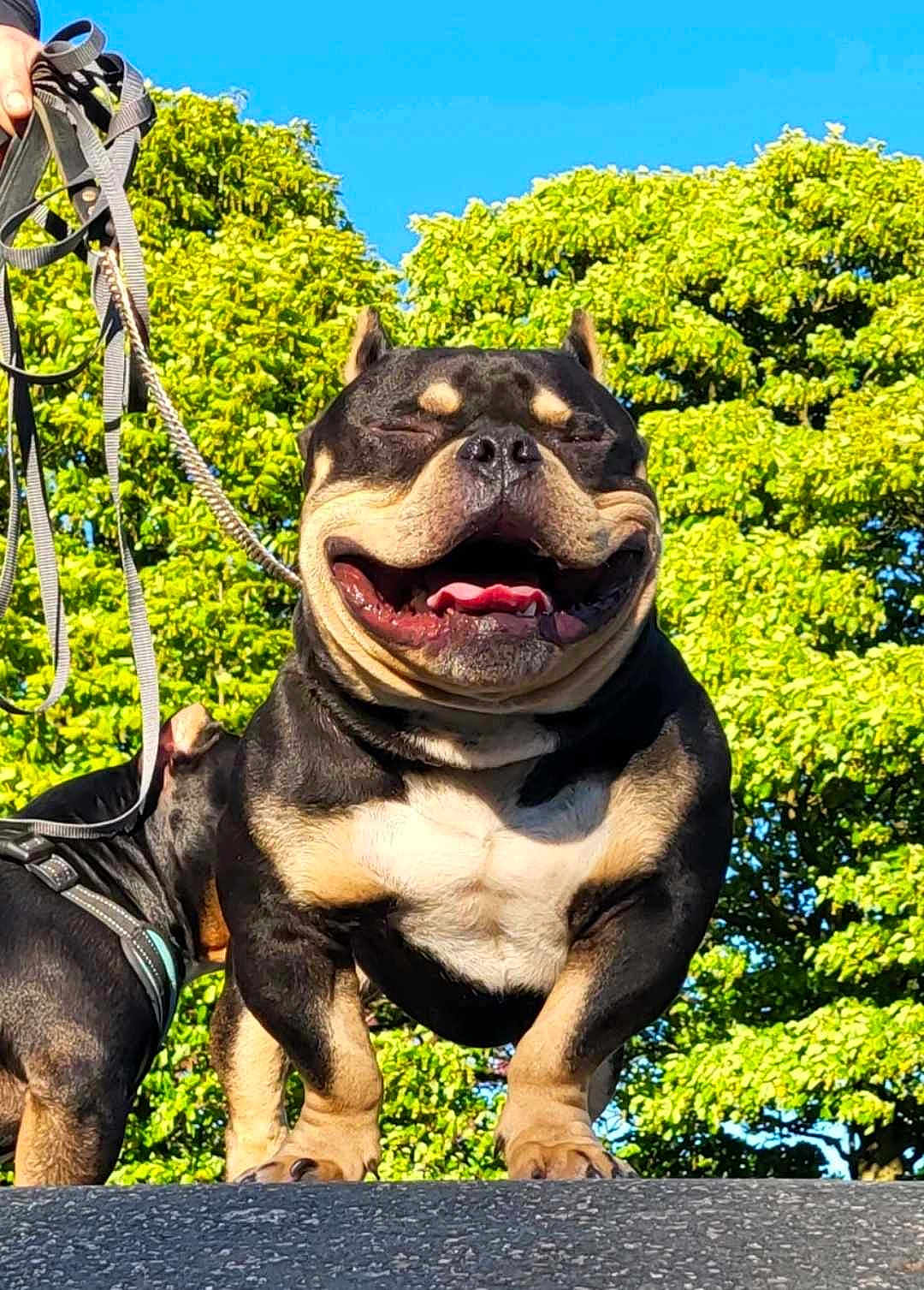 Hades joined the competition — help win amazing prizes! animal, bostonbull, boxer, bulldog, canine, dog, frenchbulldog, grass, hound, leash, nature, outdoors, park, pet, pitbull, plant, policedog, puppy, tree, vegetation