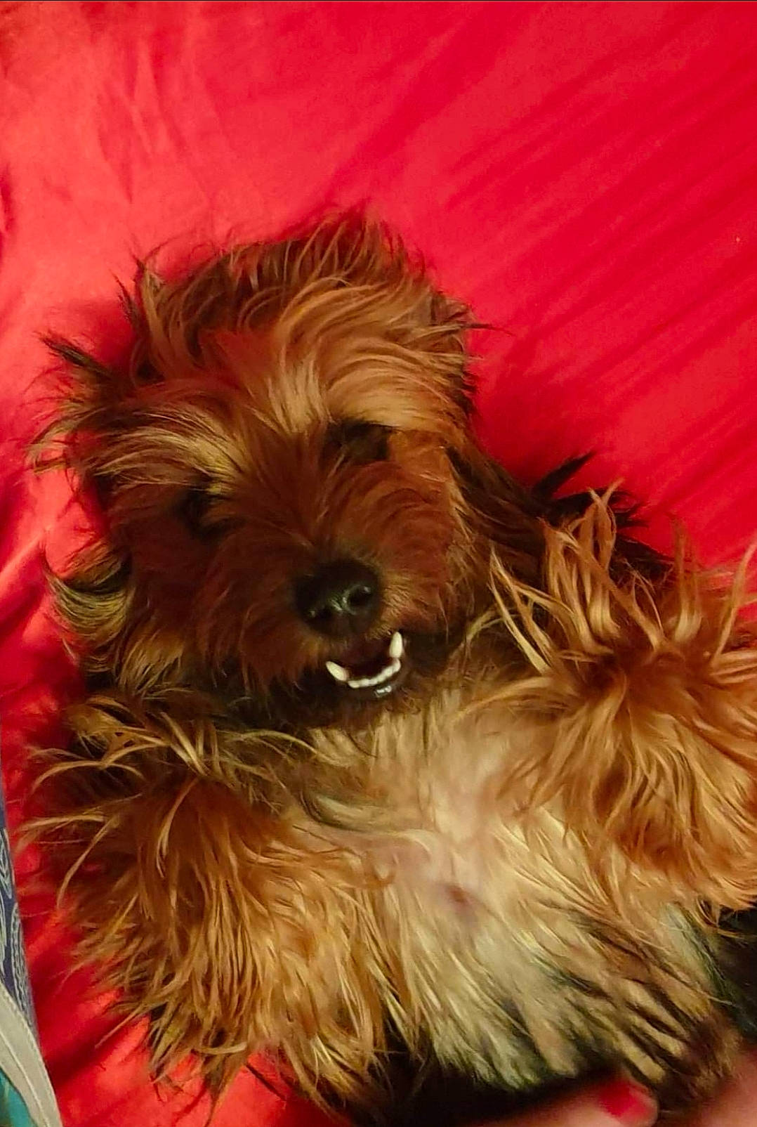 Luna is registered to the contest to win money with this photo: australian_terrier, canidae, carnivore, chinese_imperial_dog, companion_dog, dog, dog_breed, glen_of_imaal_terrier, irish_soft_coated_wheaten_terrier, mammal, morkie, norfolk_terrier, puppy, schnoodle, small_terrier, snout, terrier, toy_dog, vertebrate, yorkshire_terrier