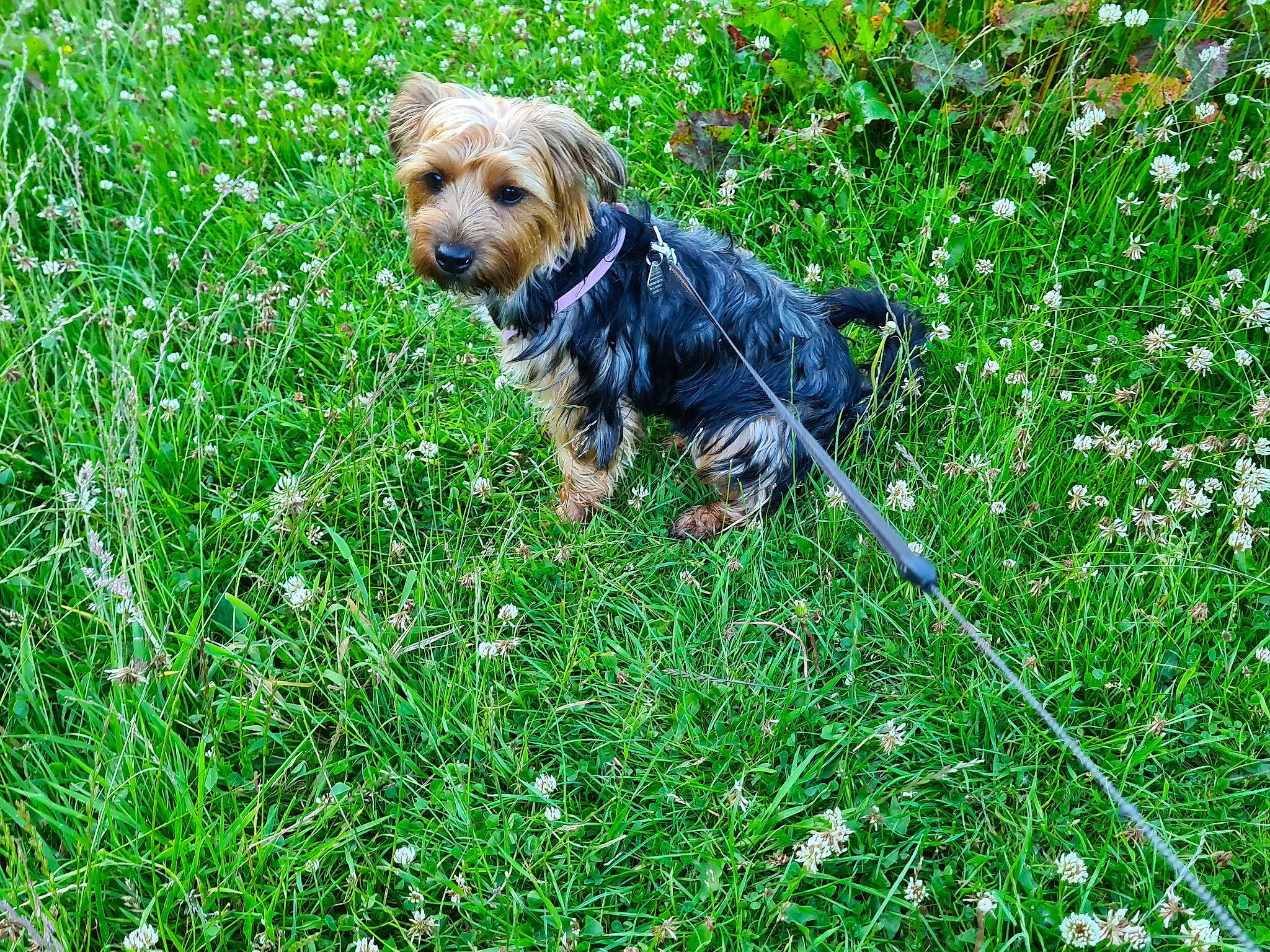 Luna is registered to the contest to win money with this photo: bosnian_coarse_haired_hound, canidae, carnivore, companion_dog, dog, dog_breed, grass, mammal, morkie, plant, puppy, rare_breed_dog, sporting_group, terrier, vertebrate, welsh_terrier