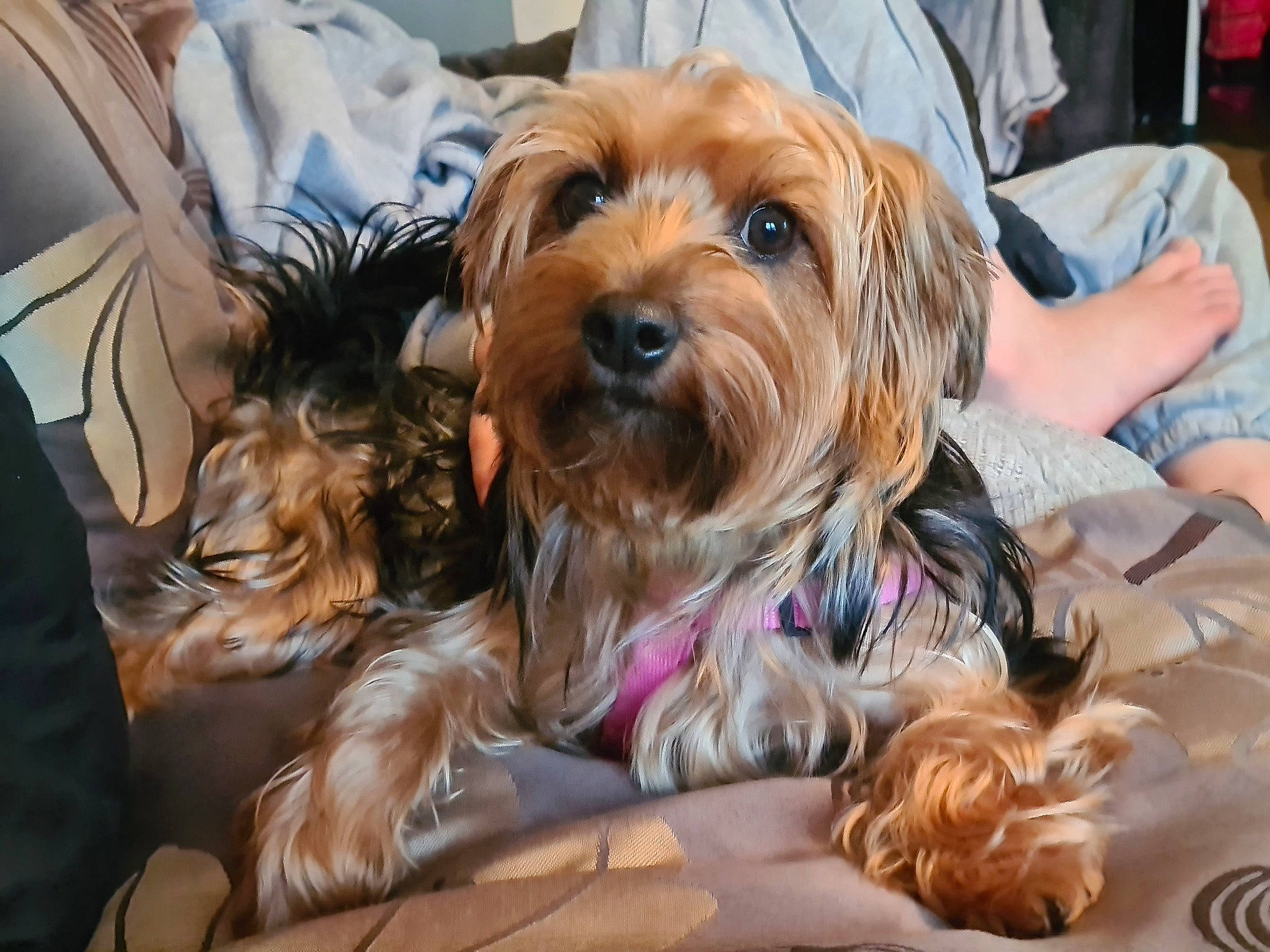 Luna joined the competition — help win amazing prizes! australian_silky_terrier, australian_terrier, canidae, carnivore, companion_dog, dog, dog_breed, maltepoo, mammal, morkie, norfolk_terrier, puppy, small_terrier, snout, sporting_lucas_terrier, terrier, toy_dog, vertebrate, yorkipoo, yorkshire_terrier