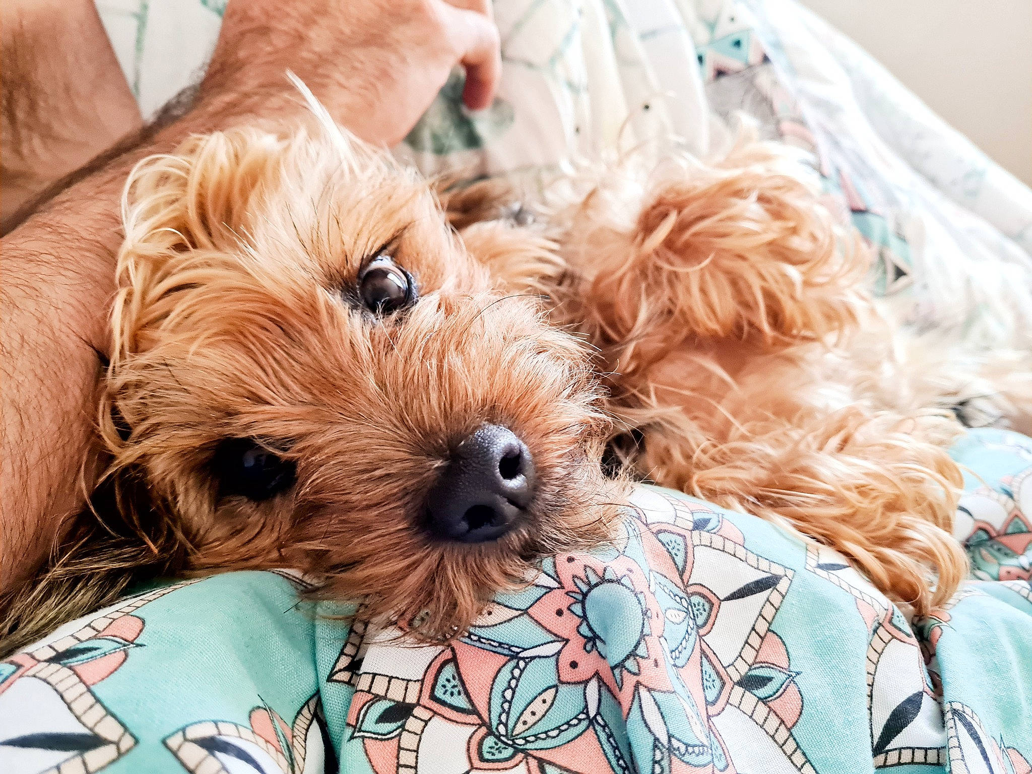 Luna joined the competition — help win amazing prizes! canidae, carnivore, cockapoo, companion_dog, dog, dog_breed, maltepoo, mammal, morkie, poodle_crossbreed, puppy, puppy_love, rare_breed_dog, schnoodle, small_terrier, snout, terrier, toy_dog, yorkipoo, yorkshire_terrier