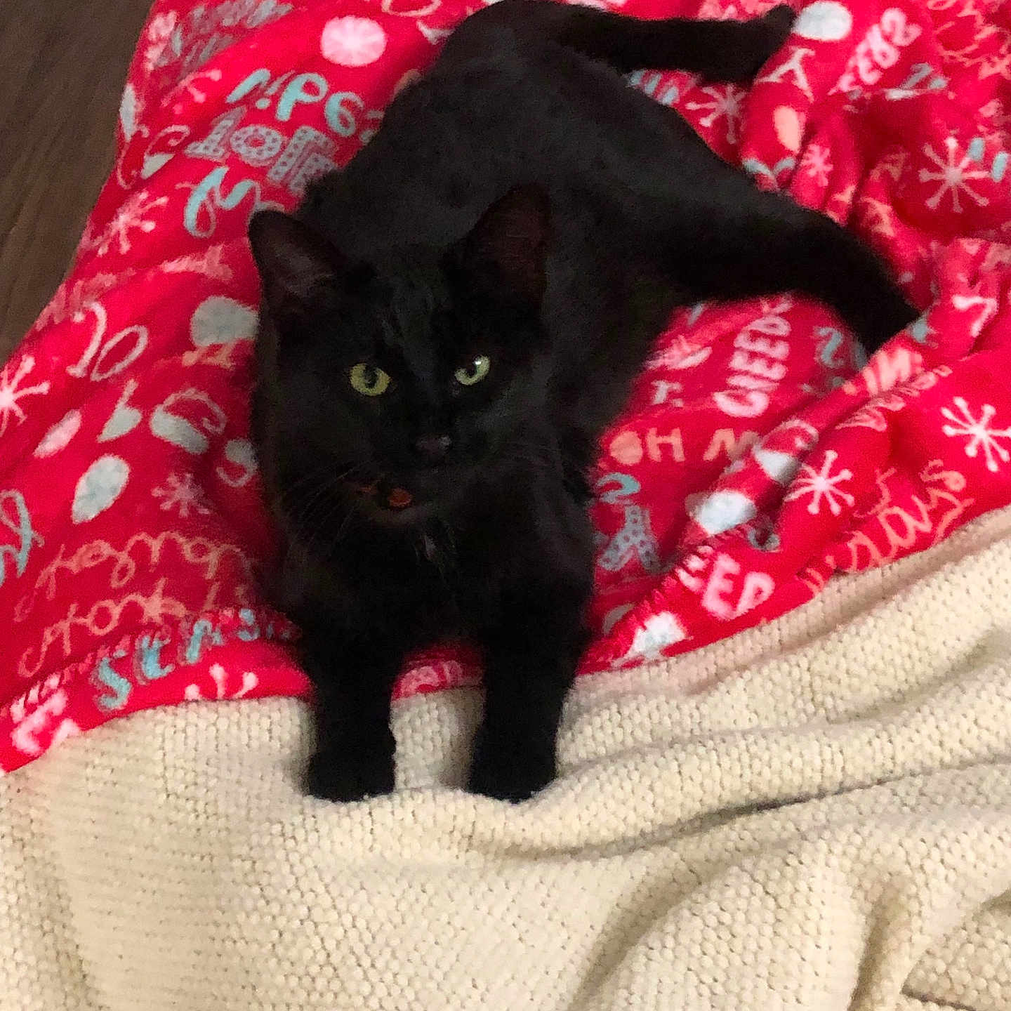 Salem joined the competition — help win amazing prizes! animal, bed, blackcat, blanket, cat, cushion, furniture, homedecor, kitten, manx, pet, quilt