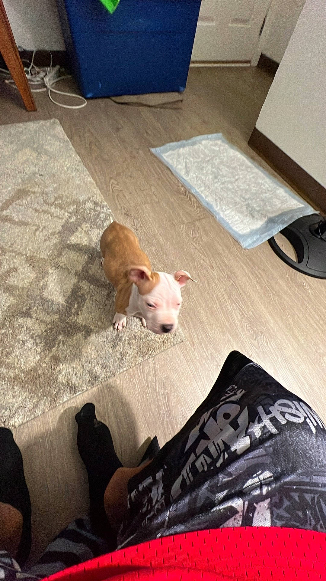 Thor is registered to the contest to win money with this photo: canidae, carnivore, comfort, companion_dog, dog_breed, fawn, felidae, floor, flooring, fur, hardwood, human_leg, paw, small_to_medium_sized_cats, snout, sporting_group, tail, toy_dog, whiskers, wood