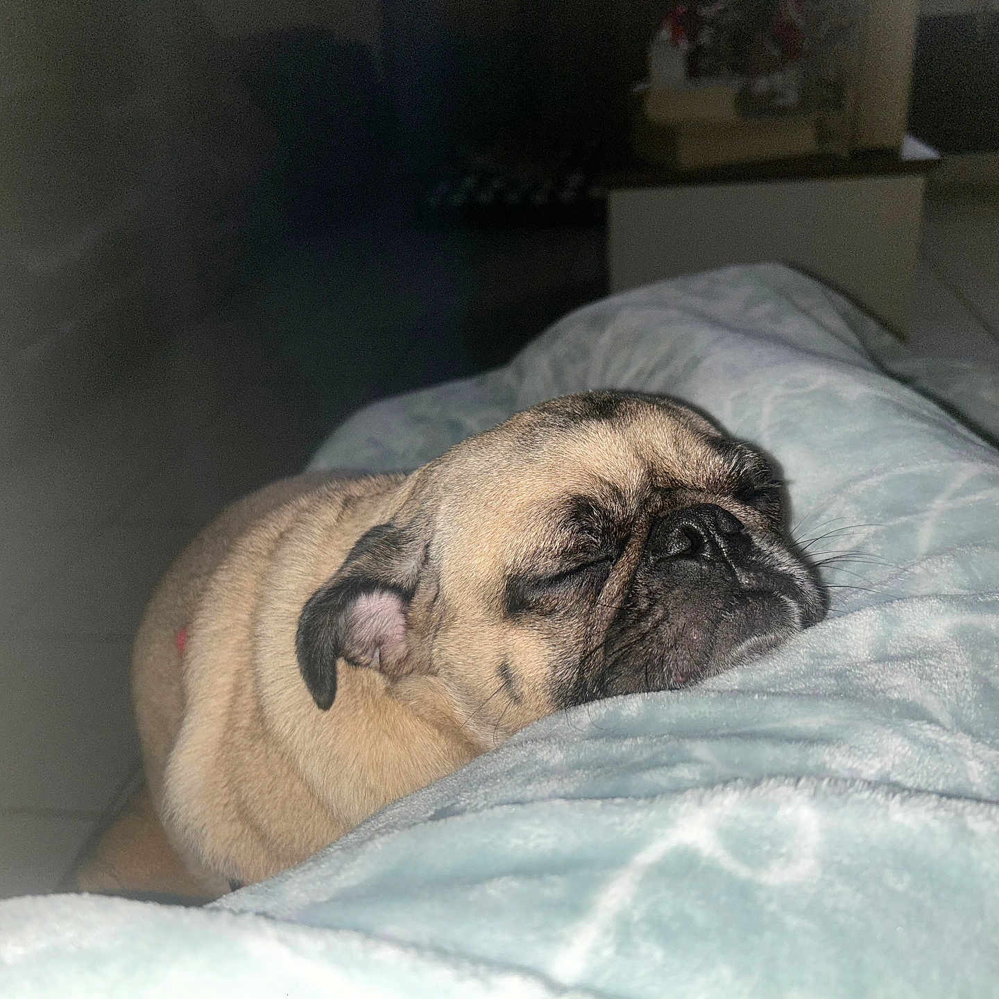 Ginger is registered to the contest to win money with this photo: animal, blanket, calm, closeup, comfort, cozy, cute, dog, face, fur, home, indoor, nap, peaceful, pet, pug, resting, sleeping, soft, tile_floor