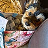 Enzo is registered to the contest to win money with this photo: animal, bag, black, blanket, brown, butterfly_pattern, carpet, closeup, companion, cozy, curious, dog, fur, home, indoor, leather_couch, pet, puppy, snuggling, tan