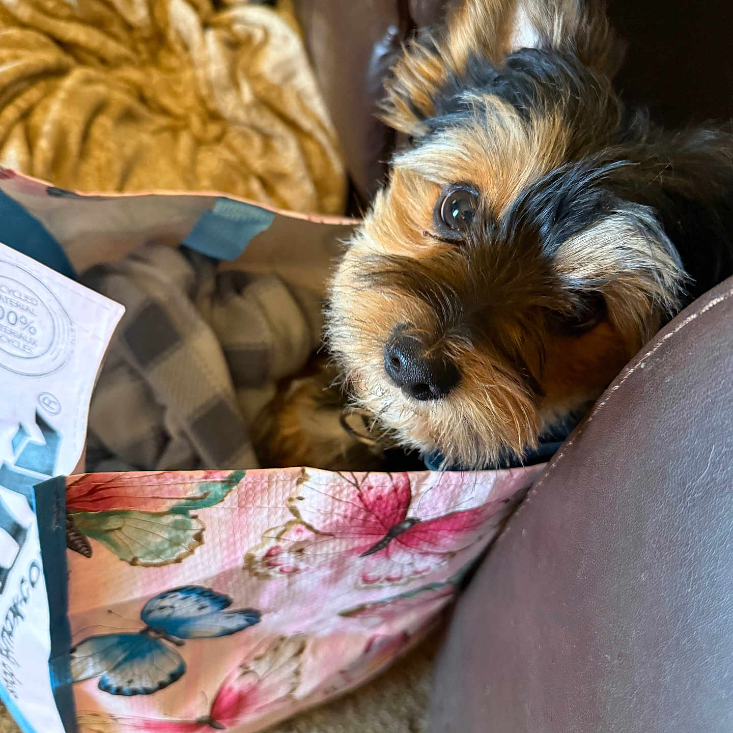 Enzo