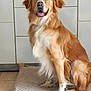 dog, golden_retriever, pet, indoor, mat, floor, cabinet, happy, sitting, fur, canine, animal, nose, ears, tail, home, kitchen, tile, portrait, muzzle
