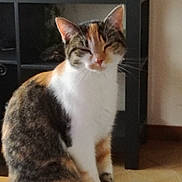 Mimi a rejoint le concours — aidez-le/la à gagner de superbes lots ! aegean_cat, cat, cat_like_mammal, domestic_short_haired_cat, european_shorthair, fauna, fur, kitten, small_to_medium_sized_cats, whiskers
