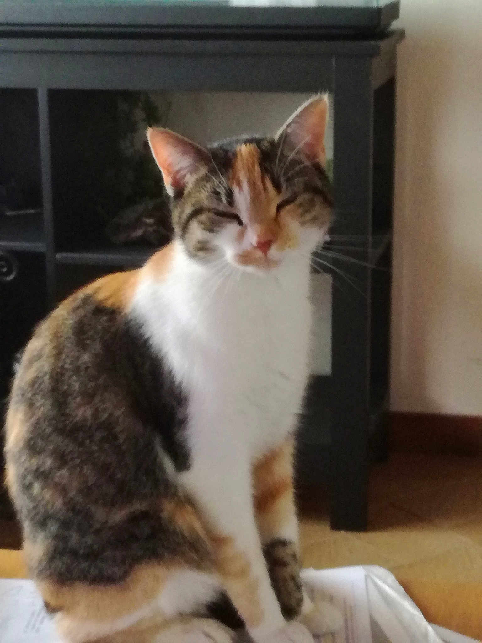 Mimi