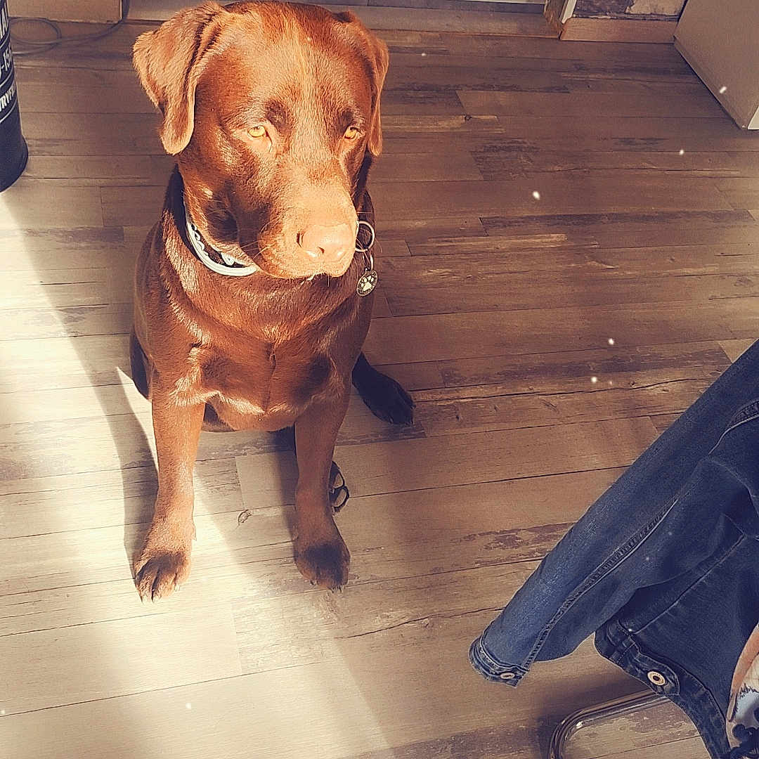 Souma a rejoint le concours — aidez-le/la à gagner de superbes lots ! animal, bulldog, canine, chair, clothing, couch, dog, furniture, hardwood, hound, indoors, interiordesign, jeans, labradorretriever, pants, pet, pitbull, plywood, puppy, wood