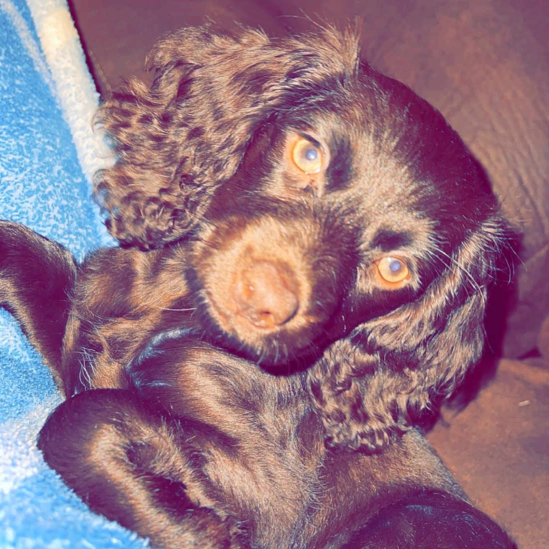 Chloe