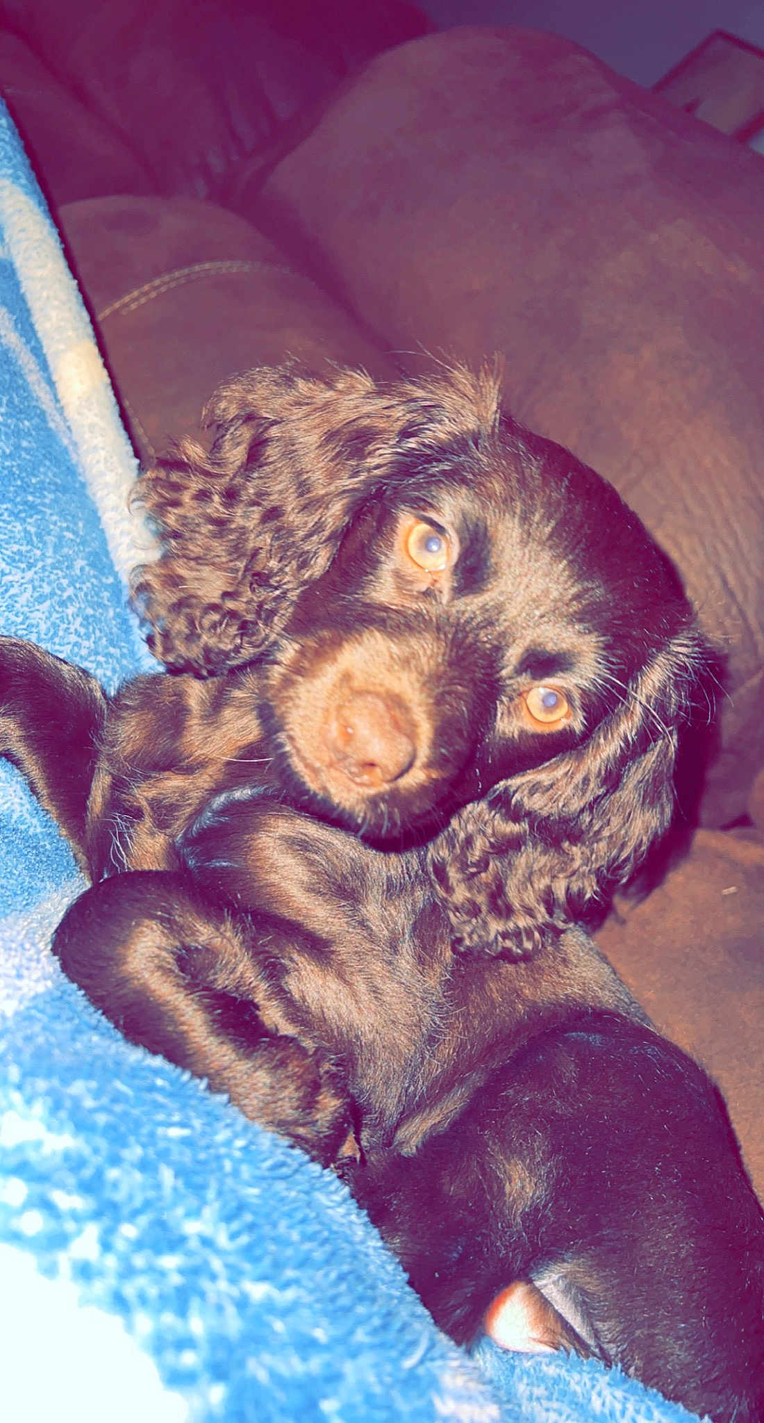 Chloe