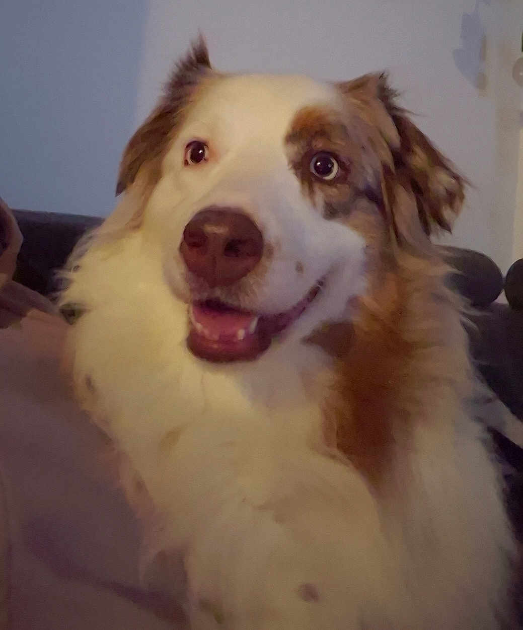 Shanna participe au concours pour gagner de l'argent avec cette photo : dog, pet, animal, fluffy, smiling, indoor, cute, friendly, closeup, fur, happy, mammal, canine, portrait, face, eyes, nose, mouth, expression, companion