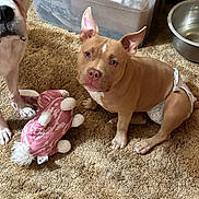 Daisey Mae joined the competition — help win amazing prizes! animal, brown_dog, carpet, container, cute, diaper, dog, domestic_animal, ears_up, floor, indoor, looking_up, metal_bowl, pet, pet_toy, plush_toy, puppy, toy, white_paws, young_dog