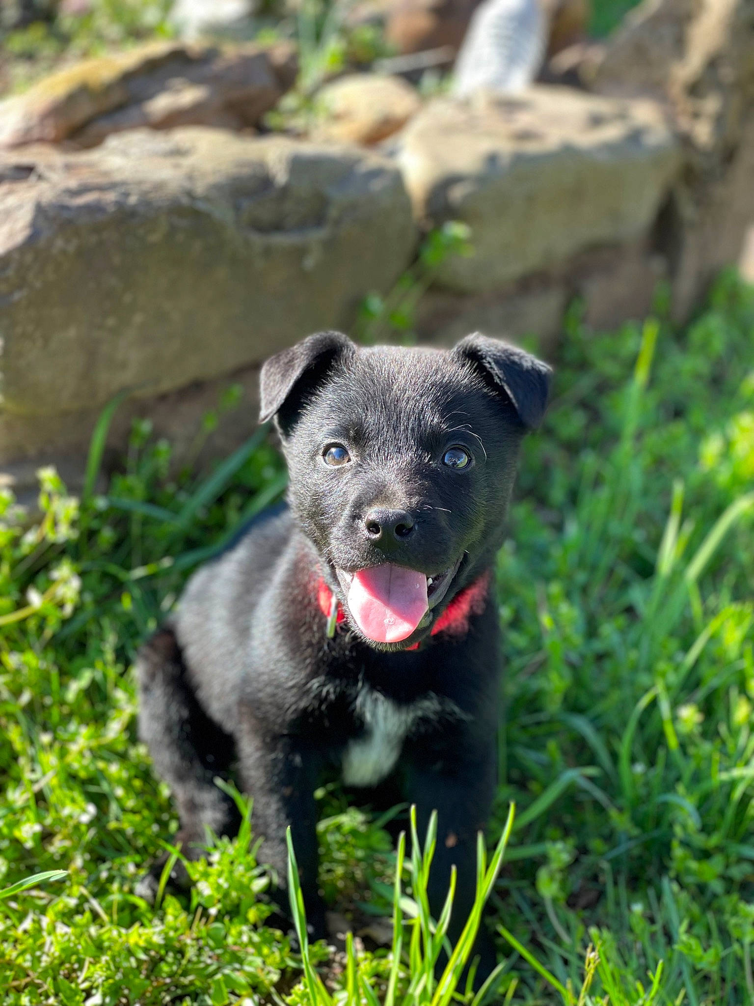 Roscoe is registered to the contest to win money with this photo: annual_plant, borador, canidae, carnivore, collar, companion_dog, dog, dog_breed, fawn, grass, non_sporting_group, plant, puppy, rock, snout, sporting_group, tail, terrestrial_animal, whiskers, working_animal