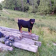 Max is registered to the contest to win money with this photo: dog, rottweiler, wood, logs, grass, field, trees, outdoor, nature, animal, pet, standing, greenery, rural, farm, canine, summer, daytime, grassland, forest