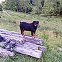 dog, rottweiler, wood, logs, grass, field, trees, outdoor, nature, animal, pet, standing, greenery, rural, farm, canine, summer, daytime, grassland, forest